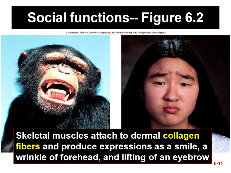 6-11 Social functions-- Figure 6.2 Skeletal muscles attach to dermal collagen fibers and produce